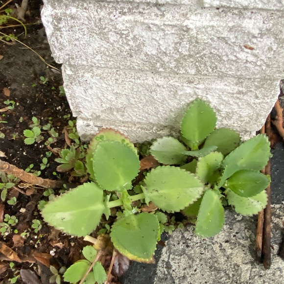 🌱3 LG Kalanchoe Mother of Thousands live Plants - Picture 8 of 16